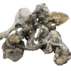 Extraterrestrial Mushrooms