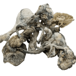 Extraterrestrial Mushrooms