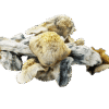 Flipper Mushrooms