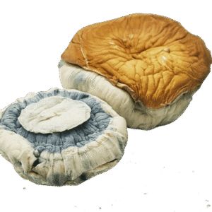 Gold Member mushrooms