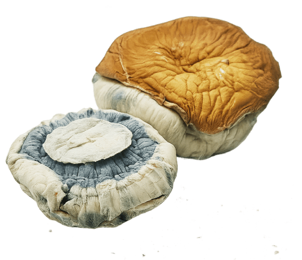 Gold Member mushrooms