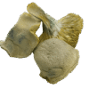 Iceburg Magic Mushrooms