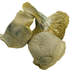 Iceburg Magic Mushrooms