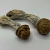 Makilla Gorilla mushrooms