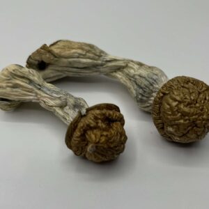 Makilla Gorilla mushrooms