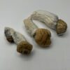 Penis Envy Magic Mushrooms