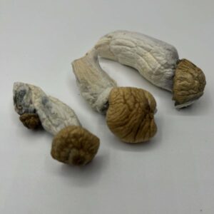 Penis Envy Magic Mushrooms