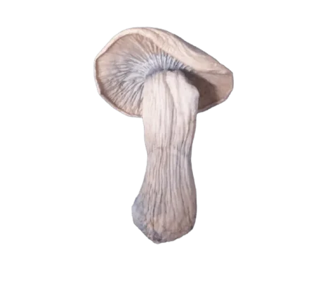 yak magic mushroom
