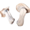 yak magic mushroom