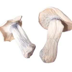 yak magic mushroom